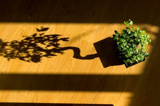 Utilizza Sprintene per Bonsai seguendo le istruzioni del produttore per ottenere i migliori risultati