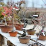 Come Coltivare Pianta Incantatrice Carnivore Bonsai Semi Di Cattura Scopri come coltivare pianta incantatrice carnivora bonsai con i semi di cattura