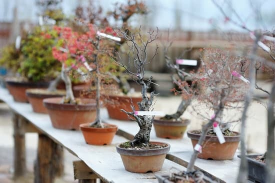 Come Coltivare Pianta Incantatrice Carnivore Bonsai Semi Di Cattura 1 Scopri come coltivare pianta incantatrice carnivora bonsai con i semi di cattura