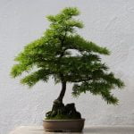 Quando Devono Essere Annaffiati I Bonsai Scopri quando devono essere annaffiati i bonsai per mantenerli sani e forti