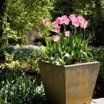 Qual'E' Il Significato Letterale Della Parola Giapponese Bonsai Scopri il significato letterale della parola bonsai nella tradizione giapponese con una breve spiegazione