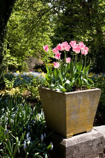 Qual'E' Il Significato Letterale Della Parola Giapponese Bonsai 1 Scopri il significato letterale della parola bonsai nella tradizione giapponese con una breve spiegazione