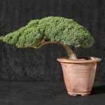 arte millenaria giapponese che simboleggia la forza della natura in miniatura