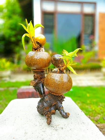 Come Fare Piante Bonsai 1 Guida step-by-step su come fare piante bonsai per principianti