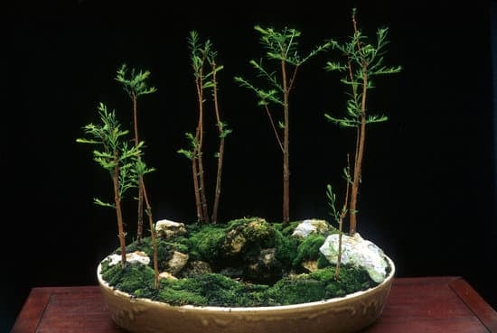 Come Tenere Un Bonsai Di Ulivo 1 Come prendersi cura di un bonsai di ulivo