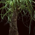 Perché I Bonsai Sono Piccoli tradizione, cura e significato