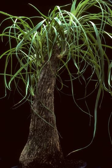 Perché I Bonsai Sono Piccoli 1 tradizione, cura e significato