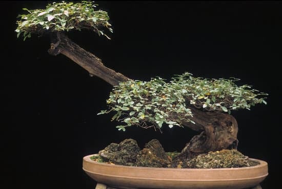 Quando Si Deve Innaffiare Un Bonsai 1 Scopri quando innaffiare un bonsai per mantenerlo sano e rigoglioso