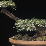 Come Debellare Afidi in Bonsai Usare olio neem per debellare afidi in bonsai