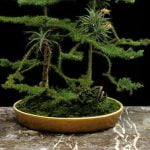 Scopri 5 modi per curare il bonsai Zelkova