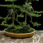 Scopri 5 modi per curare il bonsai Zelkova