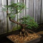 Come Curare Il Bonsai Ficus Ginseng Sycomorus Consigli per curare il bonsai ficus ginseng sycomorus