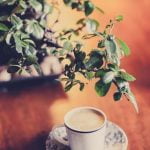 Come Trovare Vena Porta Linfa Bonsai Scopri come individuare la vena porta linfa sui bonsai