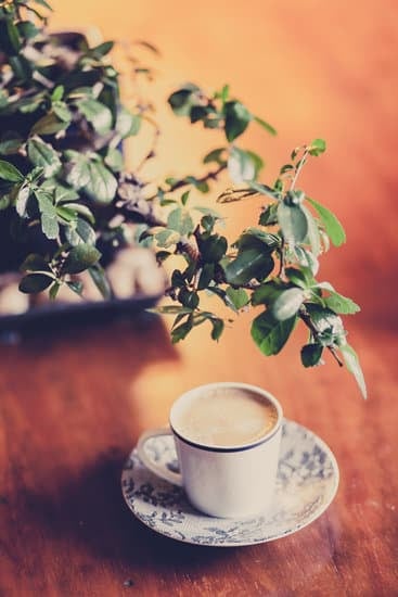 Come Trovare Vena Porta Linfa Bonsai 1 Scopri come individuare la vena porta linfa sui bonsai