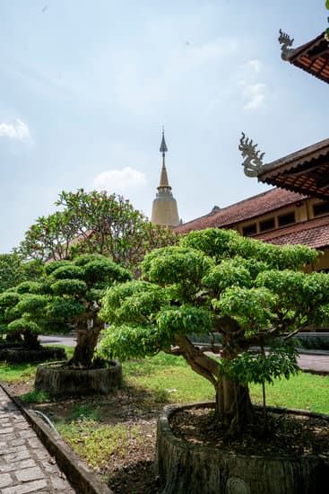 Cosa.Com Usare.Com Per.Com Curare.Com Bonsai 1 Utilizza composti organici per curare.com il tuo bonsai