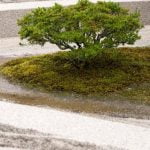 Come Fare Un Bonsai Di Fico i passi da seguire per un risultato sorprendente