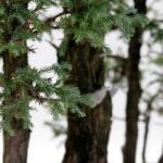 Qual E' Il Significato Letterale Della Parola Giapponese Bonsai Scopri il significato letterale della parola giapponese Bonsai - piccolo albero in vaso