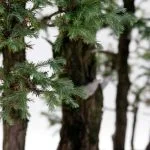 Scopri il significato letterale della parola giapponese Bonsai - piccolo albero in vaso