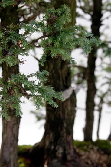 Qual E' Il Significato Letterale Della Parola Giapponese Bonsai 4 Scopri il significato letterale della parola giapponese Bonsai - piccolo albero in vaso