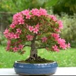 Come Acquistare Terra Per Bonsai Scopri come acquistare terra per bonsai nel modo giusto