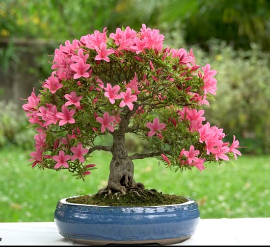 Scopri come acquistare terra per bonsai nel modo giusto
