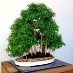Quanto Tempo Impiega Un Bonsai a Crescere curiosità sul quanto tempo impiega un bonsai a crescere