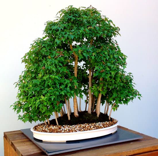 Quanto Tempo Impiega Un Bonsai a Crescere 1 curiosità sul quanto tempo impiega un bonsai a crescere