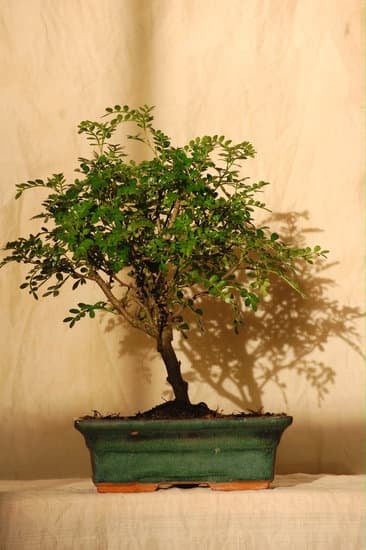 Come Fare Un Bonsai Da Interno 1 Guida dettagliata su come fare un bonsai da interno con successo e gratificazione