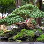A Cosa Serve La Zeolite Nei Bonsai Utilizza la zeolite per migliorare il drenaggio del terreno nei bonsai