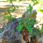 Come Diventa Bonsai passo dopo passo per ottenere un perfetto risultato