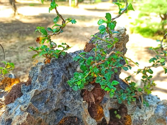 passo dopo passo per ottenere un perfetto risultato