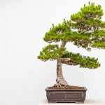 Quanto Innaffiare Il Bonsai Dell Acero Rosso Scopri quanto inaffiare il tuo bonsai dell'acero rosso con cura e precisione