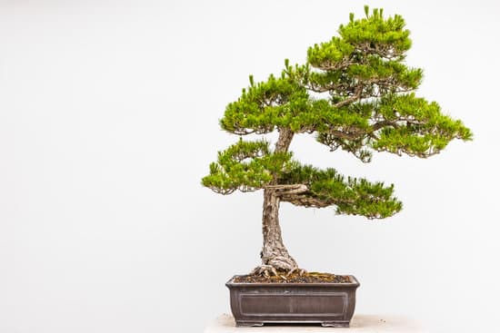Quanto Innaffiare Il Bonsai Dell Acero Rosso 1 Scopri quanto inaffiare il tuo bonsai dell'acero rosso con cura e precisione