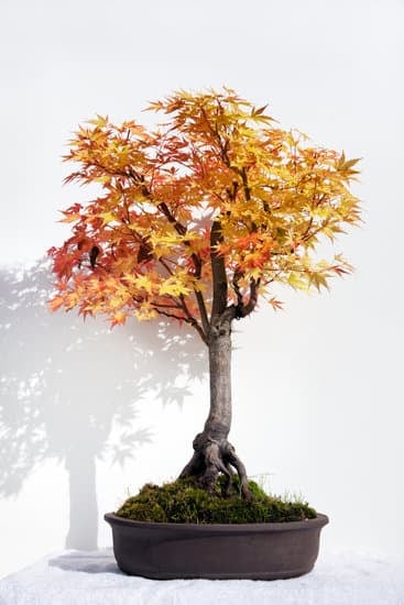 Come Fare Un Bonsai Da Ulivo Adulto 1 guida dettagliata per principianti