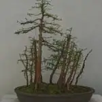 Come Cambiare Vaso Al Bonsai Guida passo dopo passo su come cambiare vaso al bonsai senza danneggiarlo