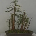 Come Cambiare Vaso Al Bonsai Guida passo dopo passo su come cambiare vaso al bonsai senza danneggiarlo
