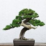 Dove Comprare Dei Vasi Bonsai Economici E Prezzi No Smaltati Scopri dove acquistare vasi bonsai economici e non smaltati online o nei negozi specializzati