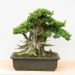 consigli per resuscitare la pianta in difficoltà