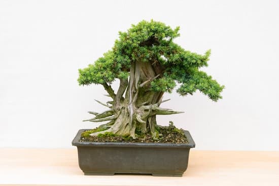 Come Tenere Un Bonsai Olivo 1 consigli per la cura ottimale del bonsai olivo