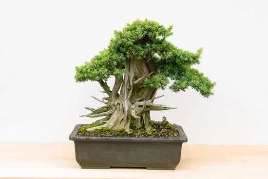 consigli per la cura ottimale del bonsai olivo