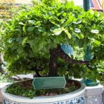 Come Dar Vita Ad Un.Bonsai come dar vita ad un bonsai