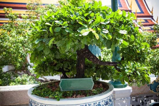 Utilizza un pennello morbido per pulire le foglie del bonsai ginseng