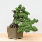 come pulire attrezzi bonsai