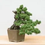 come pulire attrezzi bonsai