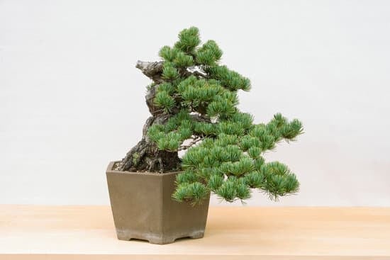 come pulire attrezzi bonsai