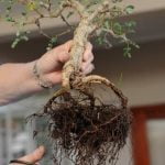 Come Curare Il Bonsai Ligustrum 1) Liguistrum bonsai curato con attenzione 2) Curare il bonsai liguistrum con competenza
