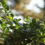 Come Potare Bonsai Di Abete consigli pratici per la cura ottimale