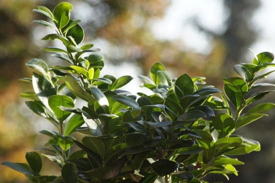 consigli pratici per la cura ottimale