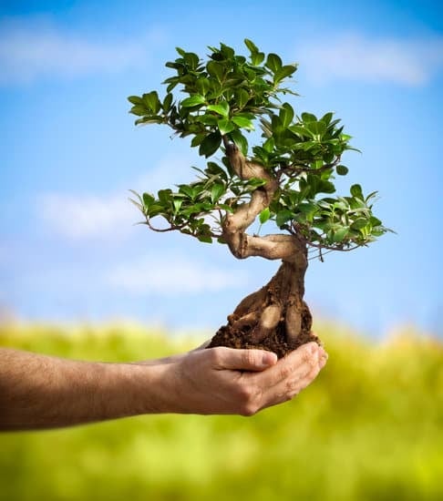Dove Acquistare Bonsai a Milano 1 Scopri dove acquistare bonsai a Milano con una ricerca online completa