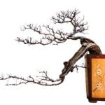 Quando Il Bonsai Ha Le Foglie Macchiate Di Colore Scuro cause e rimedi per il suo benessere